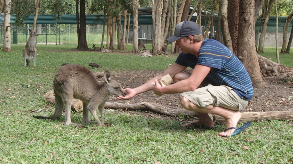 koala