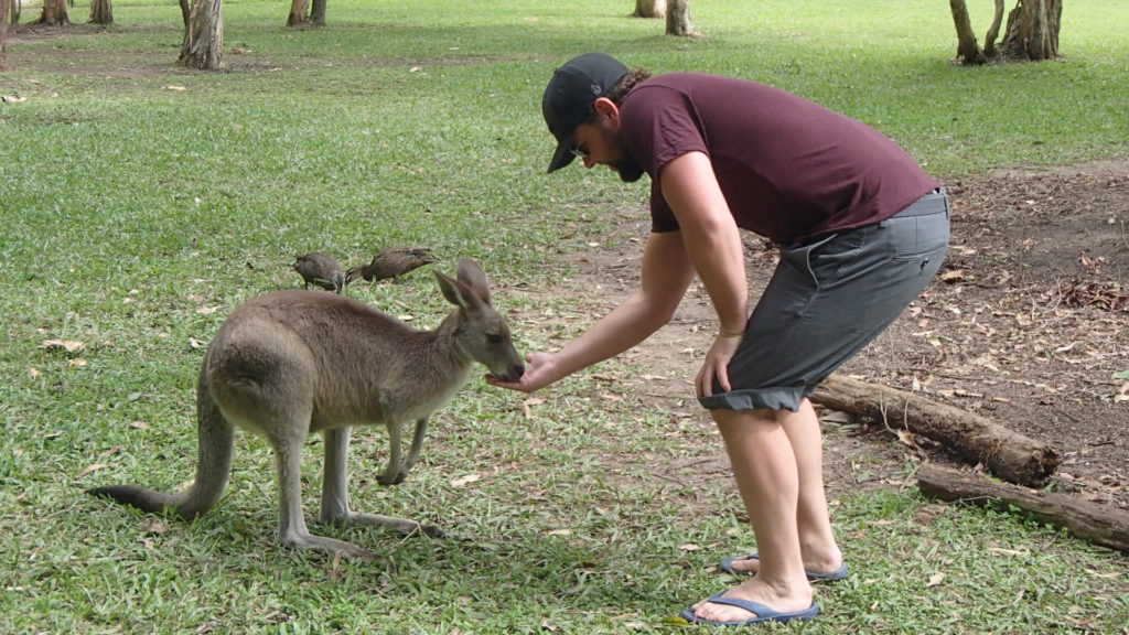 koala