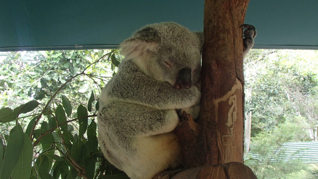 koala