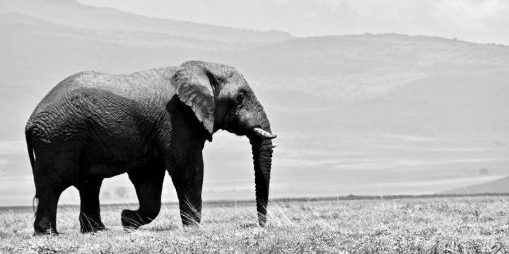 Why I Changed #16 Ride an Elephant